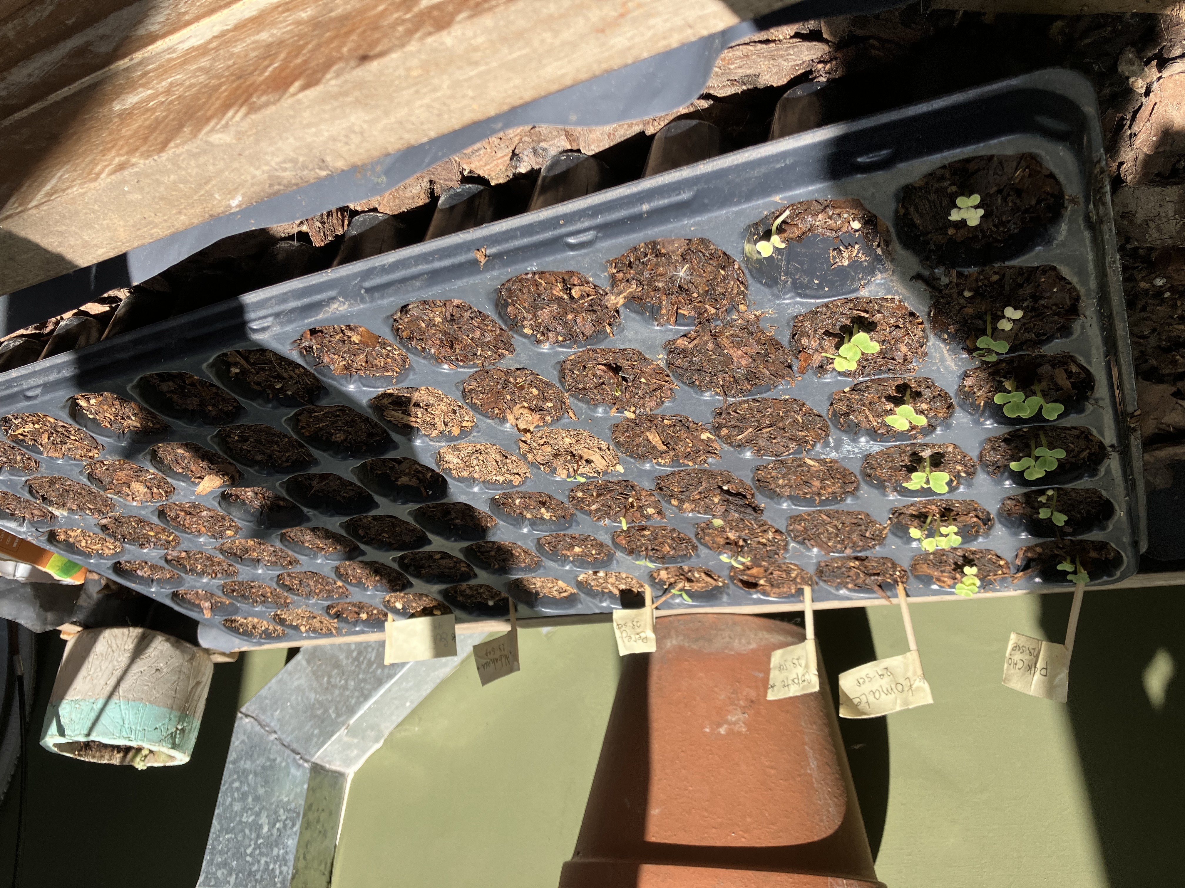 Seed tray with growing Pak Choi