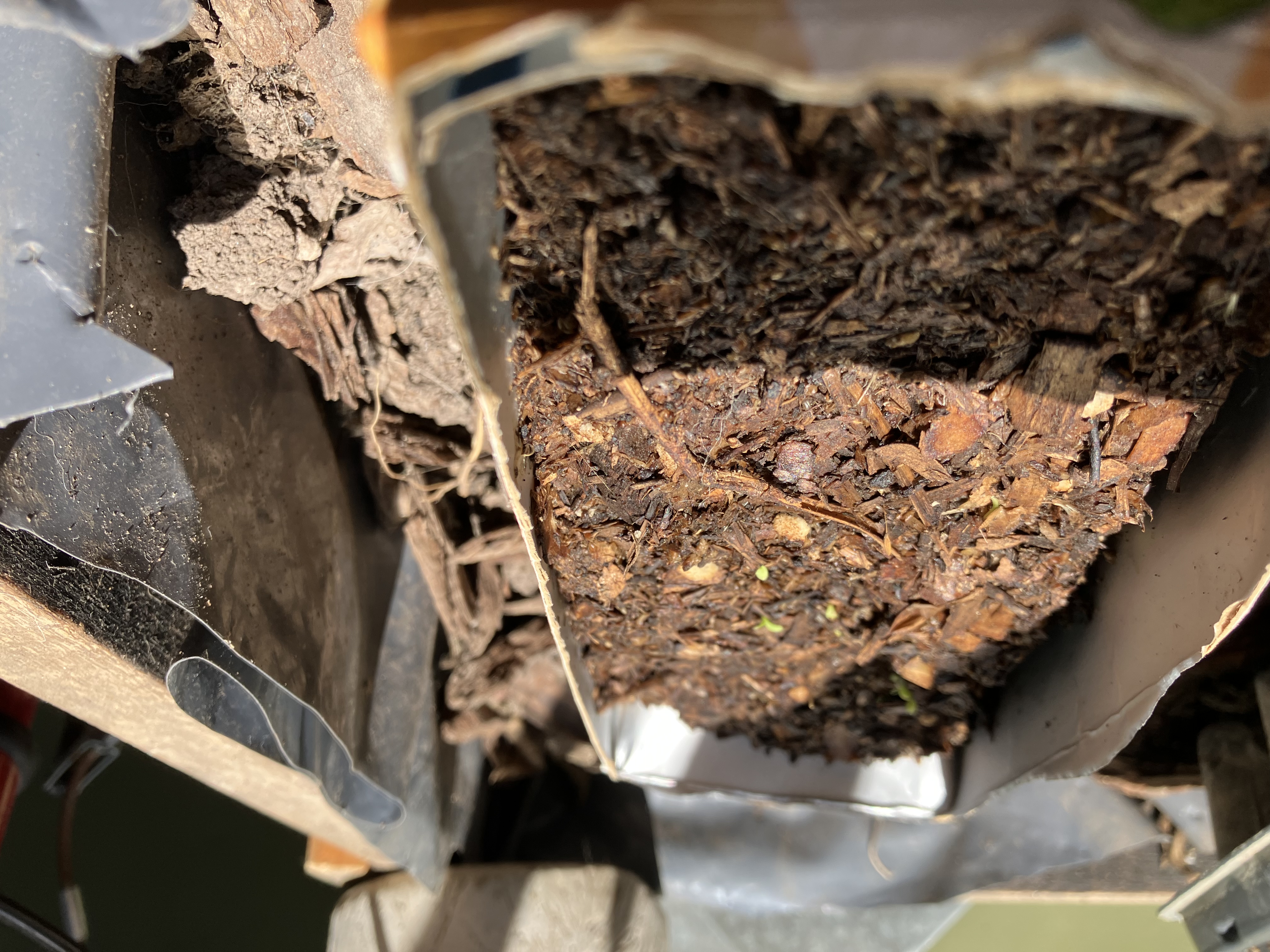 Seed tray with chamomile