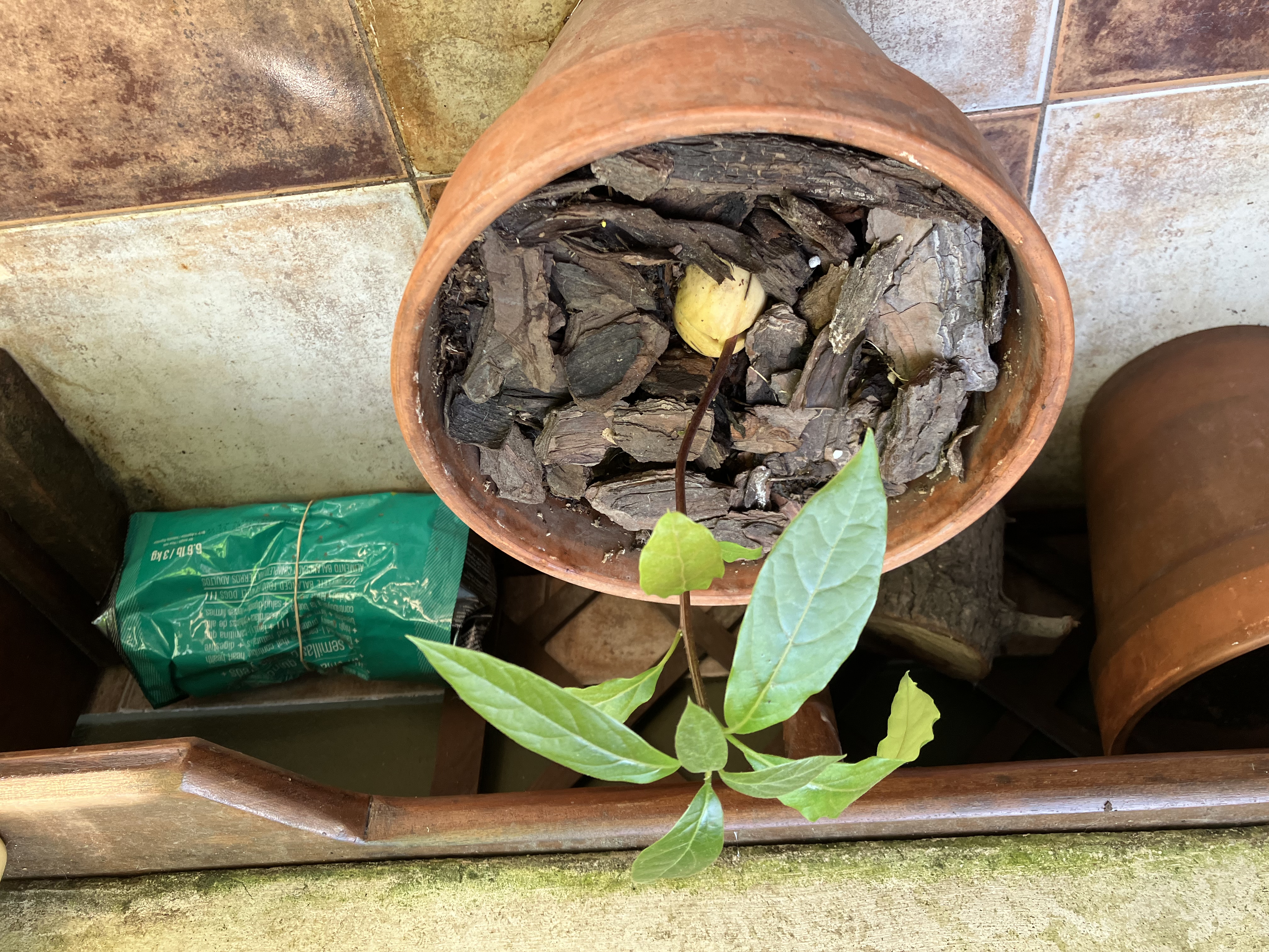 Avocado plant