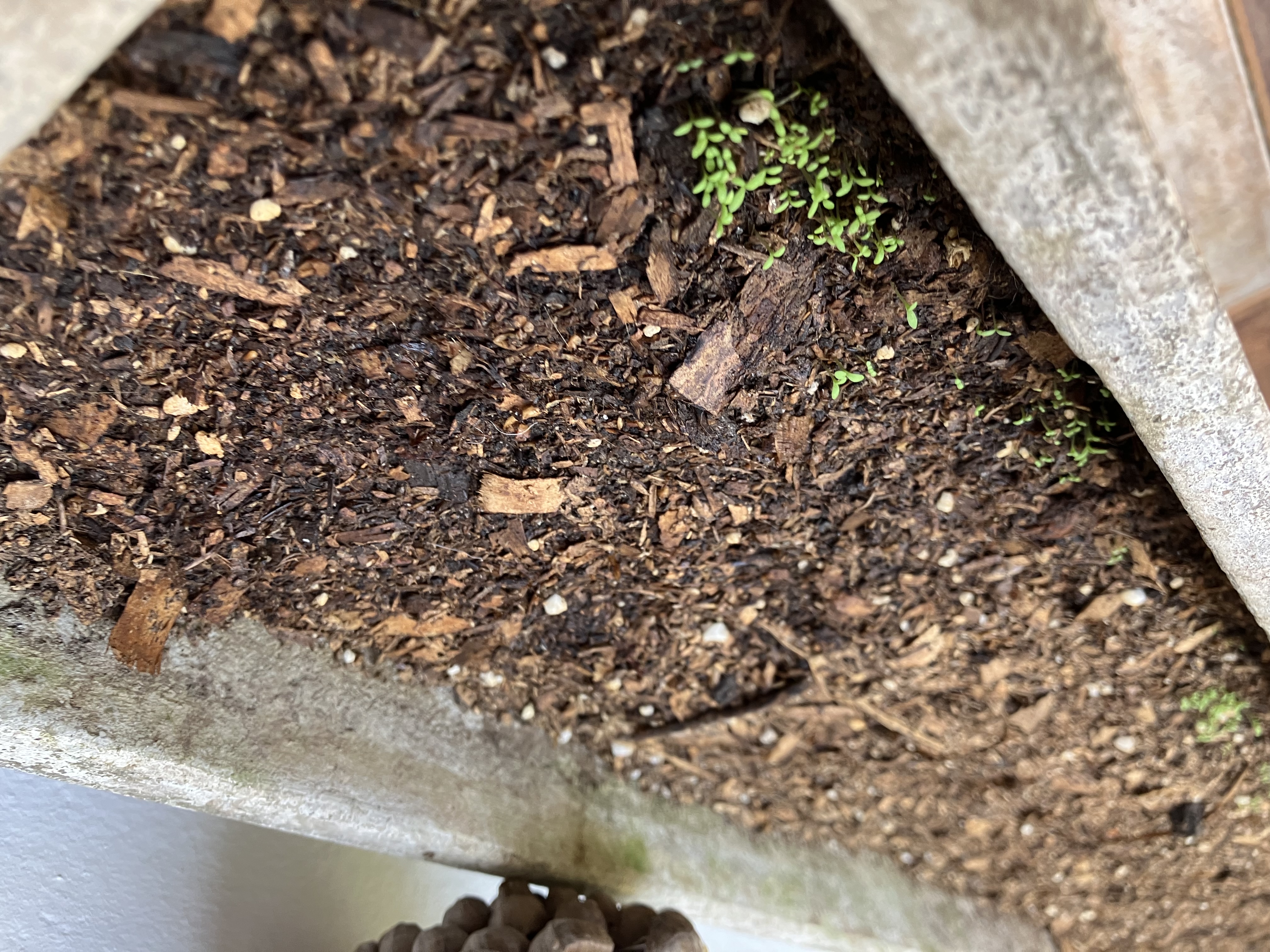 Chamomile in the squash pot