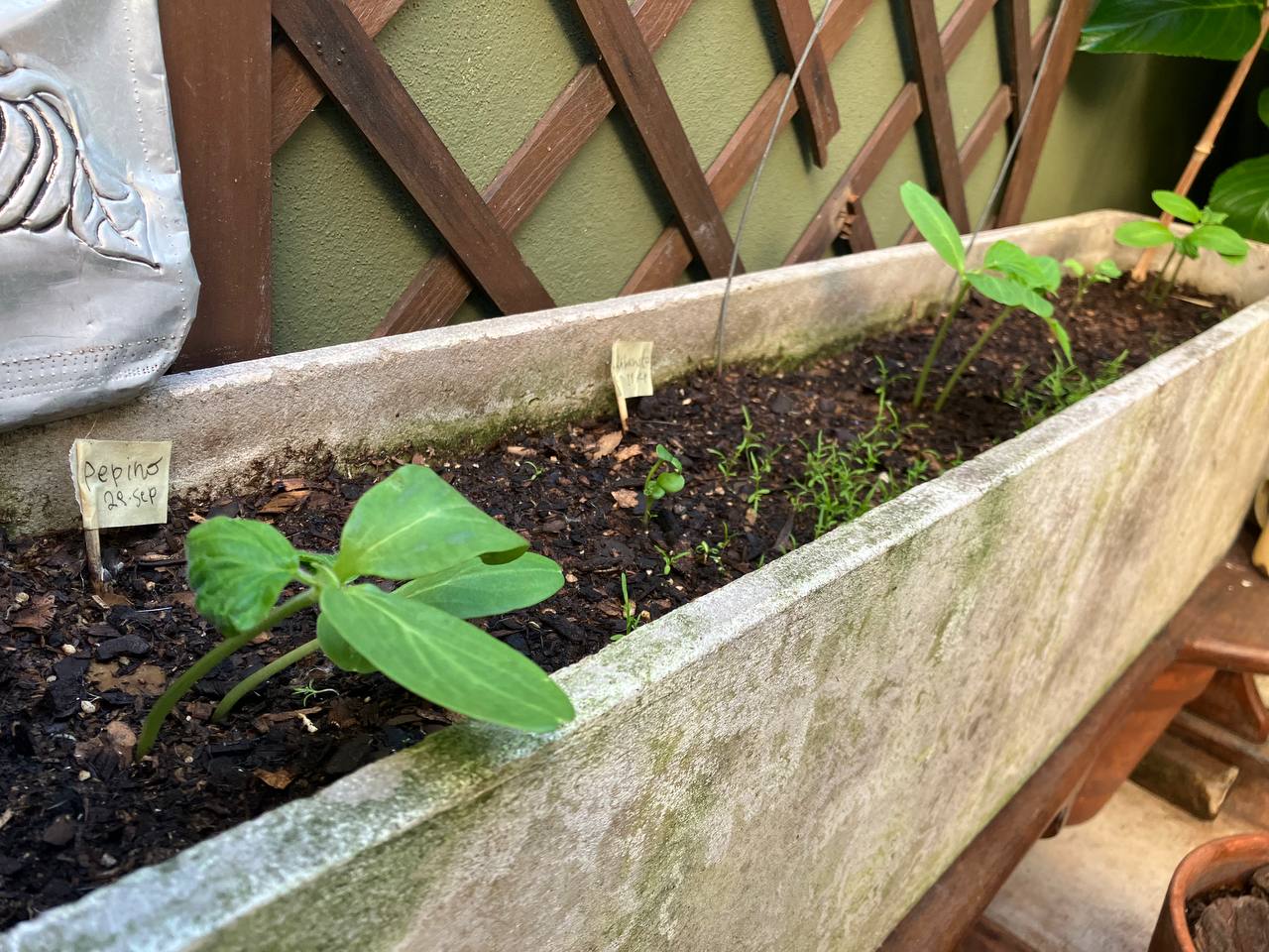 Cucumber and Radish